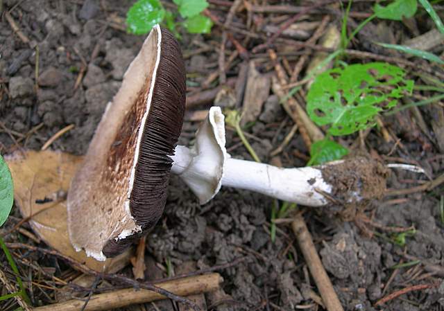 Agaricus impudicus   (Rea)  Pilt